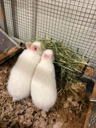 Netherland rabbits dwarf 