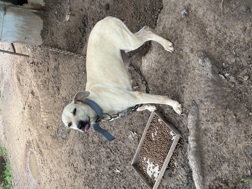 Black mouth cur 