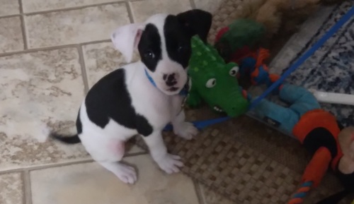 Bully/Pit mix female puppy