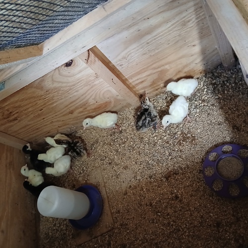 Royal Palm Turkey poults 