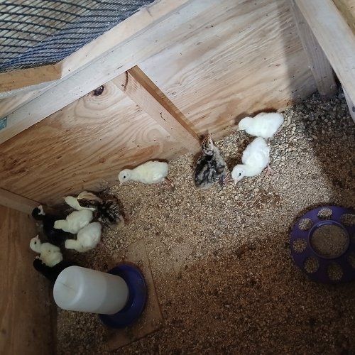 Royal Palm Turkey poults 