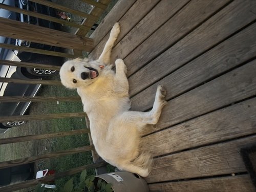 LGD dogs 