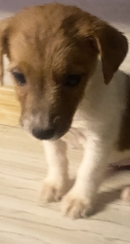 Jack Russell Terrier Puppy’s 