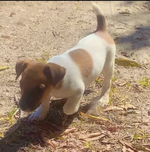 Jack Russell Terrier Puppy’s 