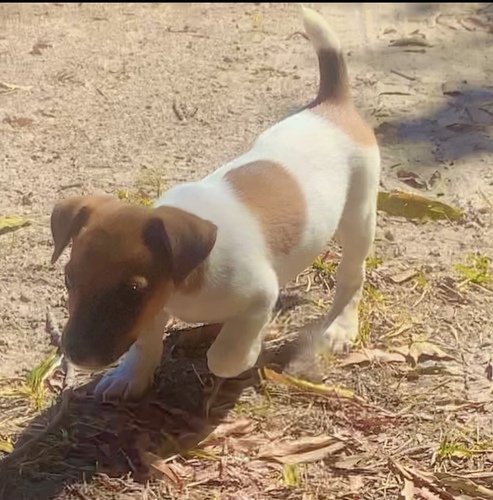 Jack Russell Terrier Puppy’s 