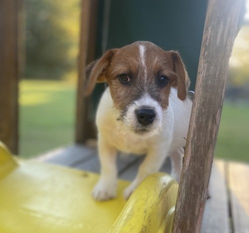 Jack Russell Terrier Puppy’s 