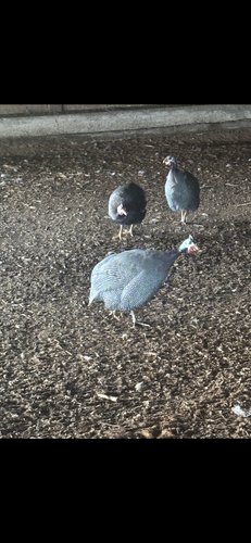 20 guinea fowl 