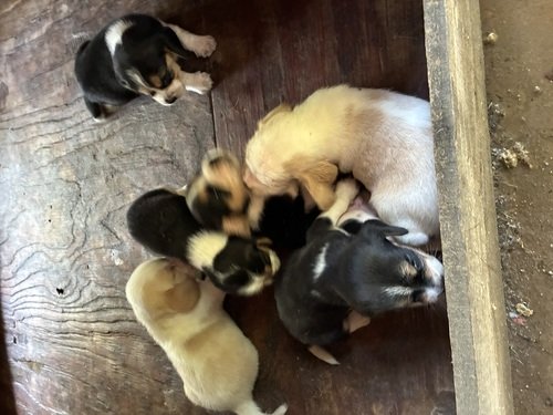 Akc registered beagle puppies 