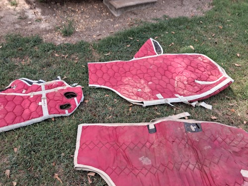 Horse Blankets 