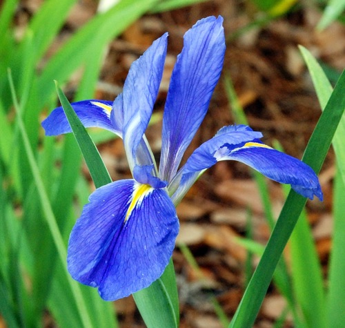 Louisiana Irises