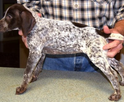 German Shorthaired Pointer Puppies available