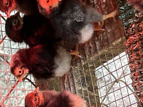 Chicks