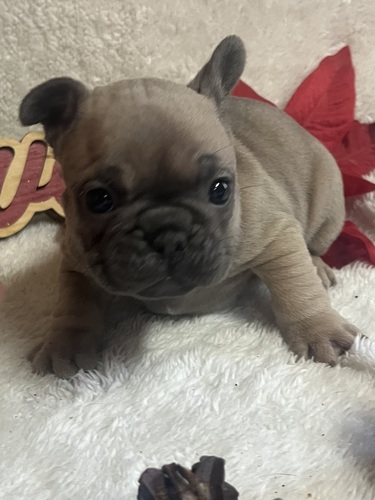 Classified Listing | French Bulldogs | 781766