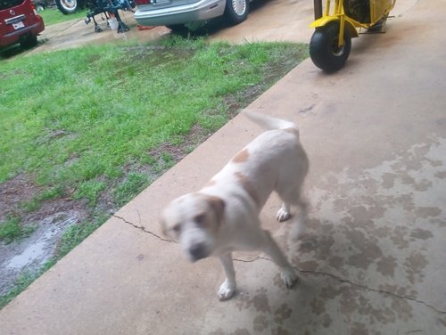 MISSING PET. REWARD OFFERED 