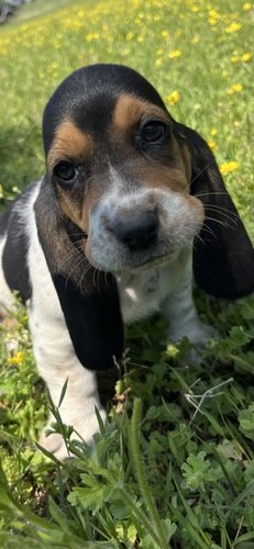 Basset Hounds Puppies 