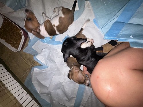 Dachshunds 