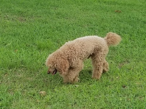 Rehoming: Teddy Bear the Standard Poodle – Total Lovebug