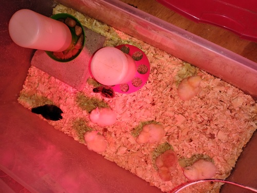  turkey poults 