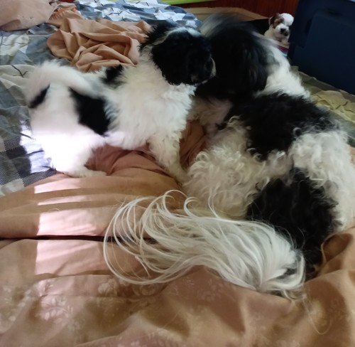 Male Maltipoo puppy 