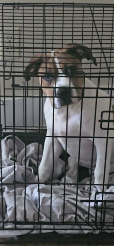 14 week old XL American bully