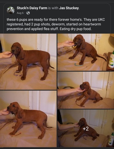 Redbone coonhound pups 