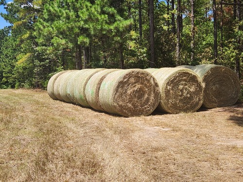4' X 5' rolls of fertilized Bahia hay