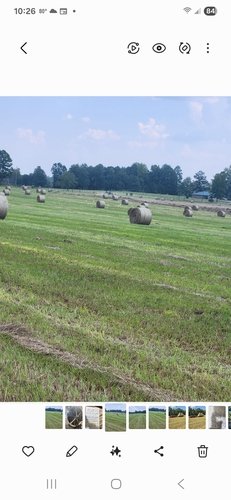 4' X 5' rolls of Bahia hay