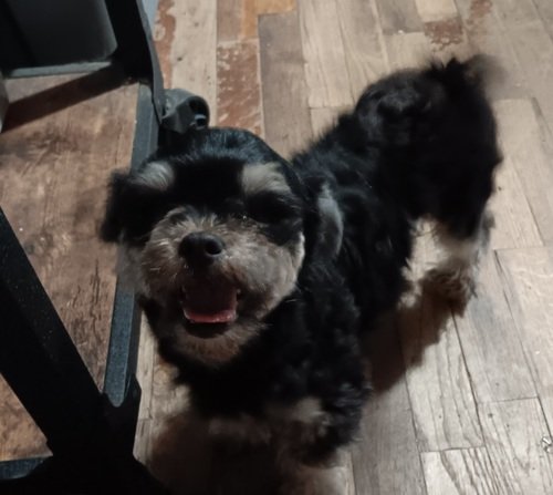 Half Maltese half Pekingese 