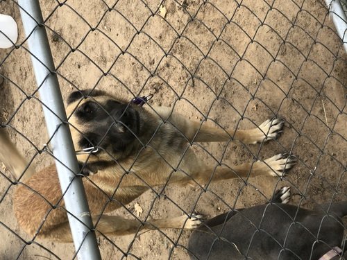 Female German shepherd 