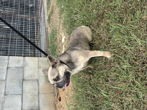 Adult French Bulldogs