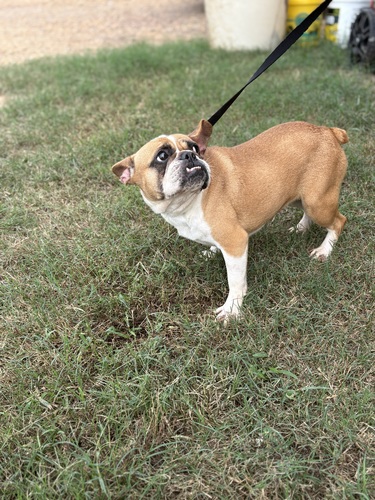 Adult French Bulldogs