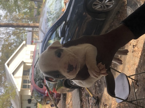 Tri and razor edge pups 