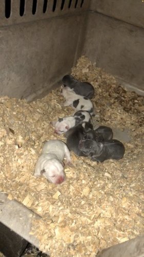 Tri and razor edge pups 