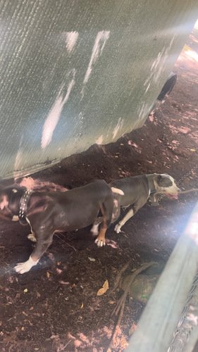 Tri and razor edge pups 