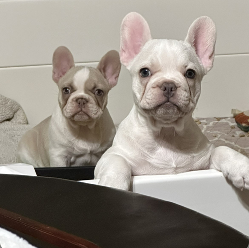 Akc French Bulldog puppies