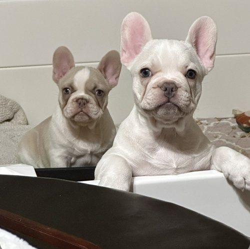Akc French Bulldog puppies