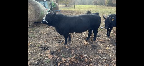 Registered Simbra Bull
