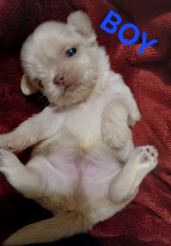 CKC SHIHTZU PUPS 