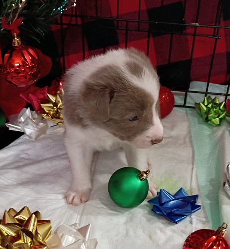 ABCA Border Collie Pups