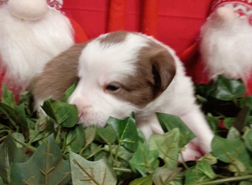 ABCA Border Collie Pups