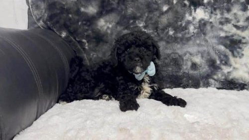 Gorgeous Cavapoo baby boy