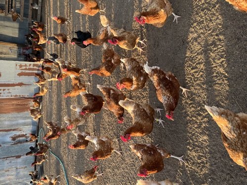 Ready Made Chicken Herd