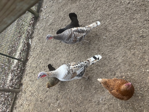 Turkey hens 