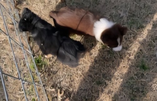 Registered Australian Shepherd puppy