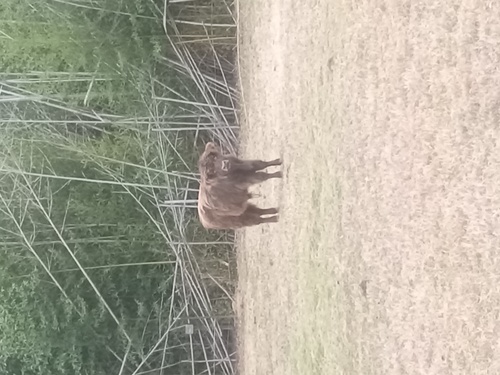 Mini Highland Bull