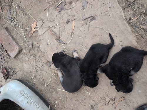 German Shepherd Puppies 