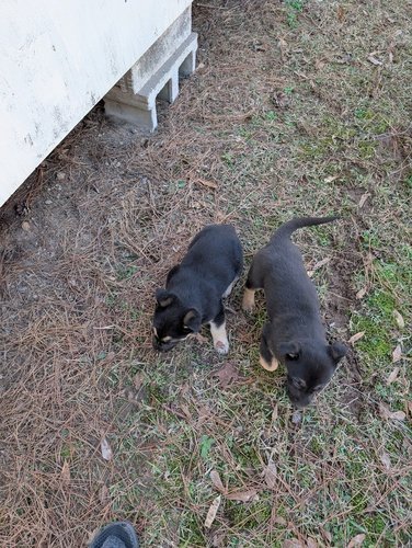 German Shepherd Puppies 