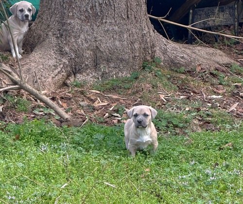 1/2 cane Corso 1/2 German Shepard pups