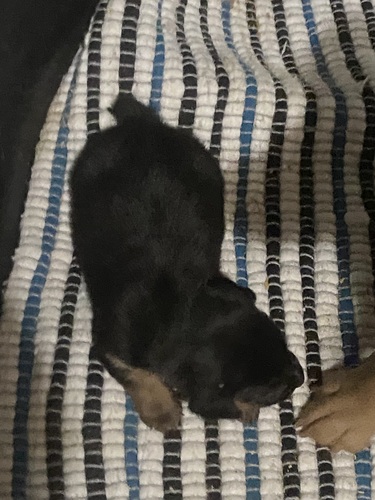 American Hunt Terrier