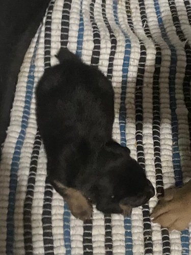 American Hunt Terrier